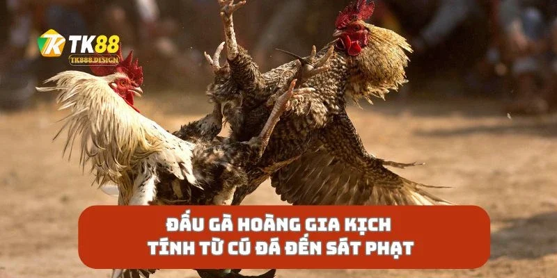 Đấu Gà Hoàng Gia Kịch Tính Từ Cú Đá Đến Sát Phạt