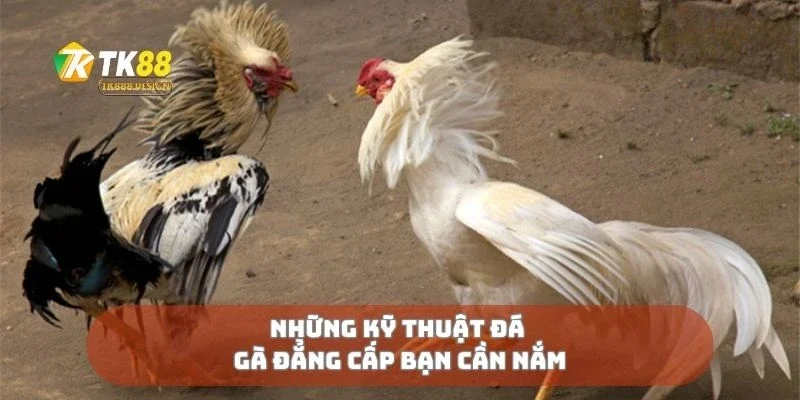 Đá Gà Đẳng Cấp Kỹ Thuật Và Bản Lĩnh Tạo Nên Huyền Thoại 1 Những kỹ thuật đá gà đẳng cấp bạn cần nắm