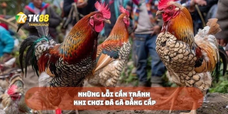 Đá Gà Đẳng Cấp Kỹ Thuật Và Bản Lĩnh Tạo Nên Huyền Thoại 3 Những lỗi cần tránh khi chơi đá gà đẳng cấp