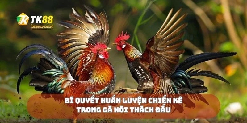 Gà Nòi Thách Đấu Cuộc Đọ Sức Không Khoan Nhượng 3 Bí quyết huấn luyện chiến kê trong gà nòi thách đấu
