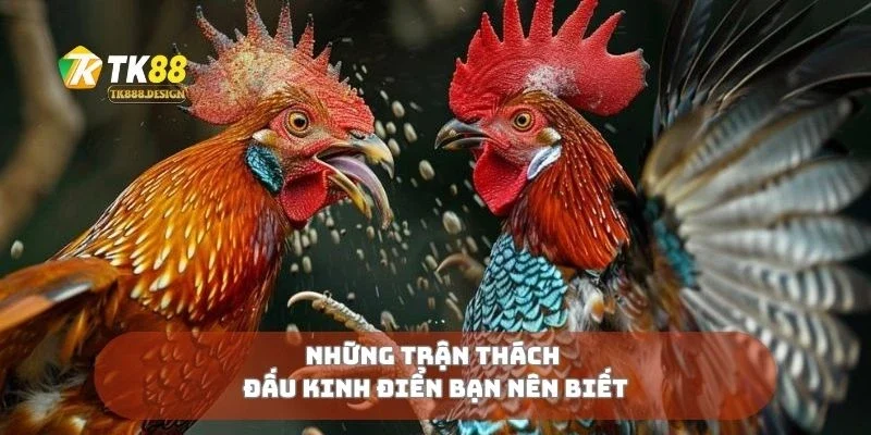 Gà Nòi Thách Đấu Cuộc Đọ Sức Không Khoan Nhượng 2 Những trận thách đấu kinh điển bạn nên biết